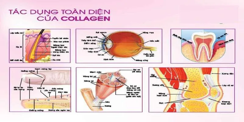 làm đẹp da bằng collagen